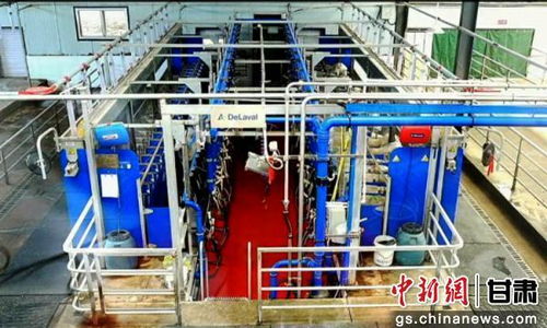稅務合規護航，技術研發驅動 中國奶綿羊產業的奮蹄前行之路
